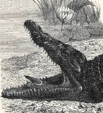 [an Egyptian crocodile]