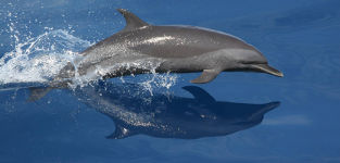 [Northeastern Spotted Dolphin]