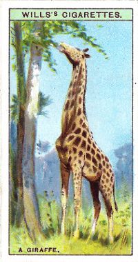 Cigarette card depicting a giraffe