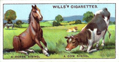 [Cigarette Card depicting a horse rising and a cow rising]